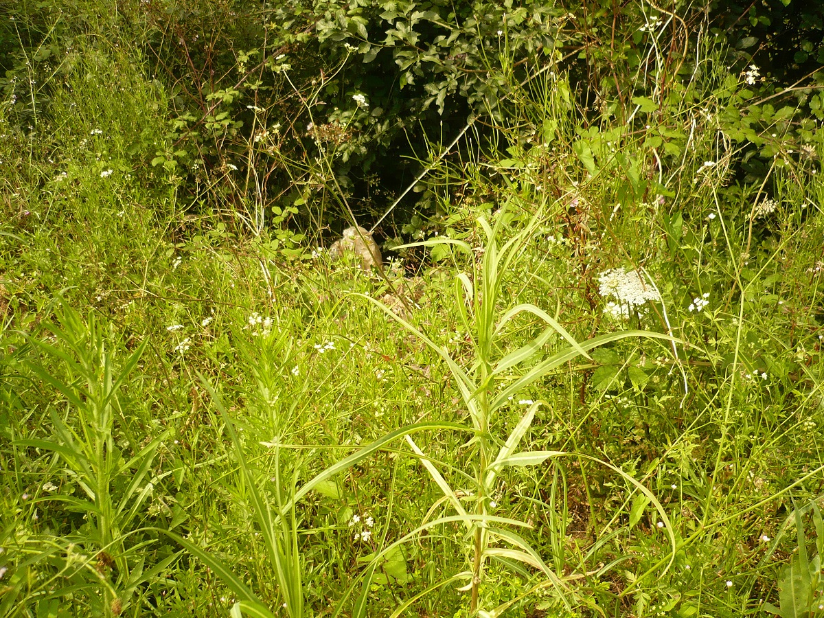 Lactuca saligna (Asteraceae)